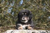 DOGUE DU TIBET 479